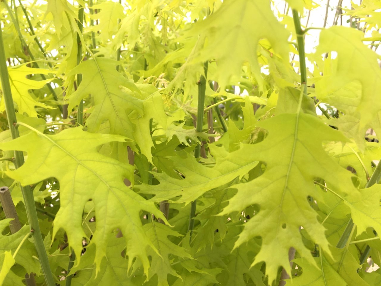 Chêne rouge d'Amérique Boltes Gold - Quercus rubra Boltes Gold