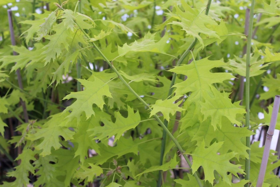 Amerikanische Rot-Eiche Boltes Gold - Quercus rubra Boltes Gold - Jardins du Monde be