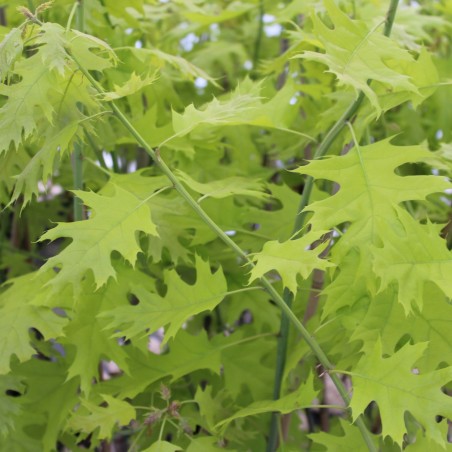Northern red oak Boltes Gold - Quercus rubra Boltes Gold - Jardins du Monde be