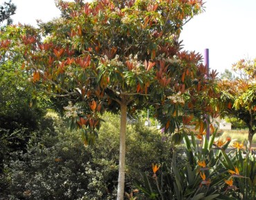 Japanse wolmispel Coppertone - Eriobotrya japonica 'Coppertone' - Stickpen, Public domain, via Wikimedia Commons