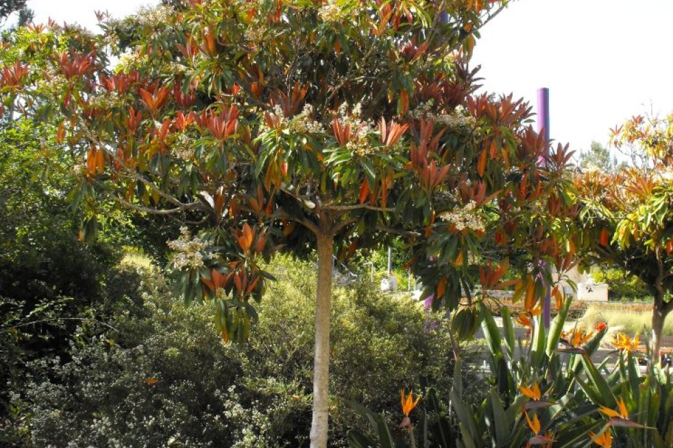 Japanse wolmispel Coppertone - Eriobotrya japonica 'Coppertone' - Stickpen, Public domain, via Wikimedia Commons