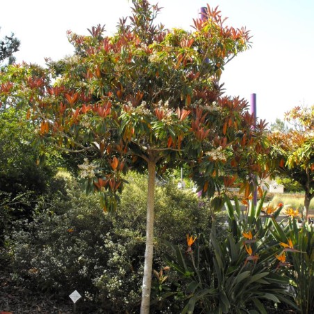 Japanse wolmispel Coppertone - Eriobotrya japonica 'Coppertone' - Stickpen, Public domain, via Wikimedia Commons