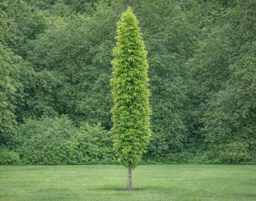American Sweetgum Slender Silhouette - Liquidambar styraciflua Slender Silhouette - Jardins Du Monde be