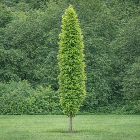 Amerikaanse amberboom Slender Silhouette - Liquidambar styraciflua Slender Silhouette - Jardins Du Monde be