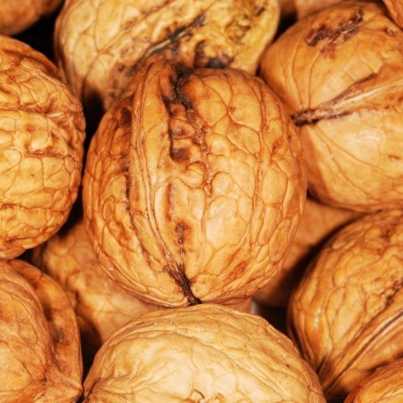 Noyer royal des Carpathes -  Juglans regia Carpathian - Jardins du Monde be