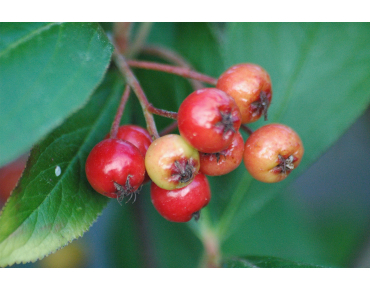 Rode appelbes - Aronia Arbutifolia Brilliant