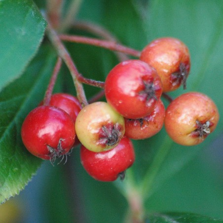Rode appelbes - Aronia Arbutifolia Brilliant