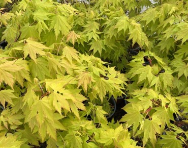 Geelbladige Japanse esdoorn Jordan  - Acer Shirasawanum Jordan