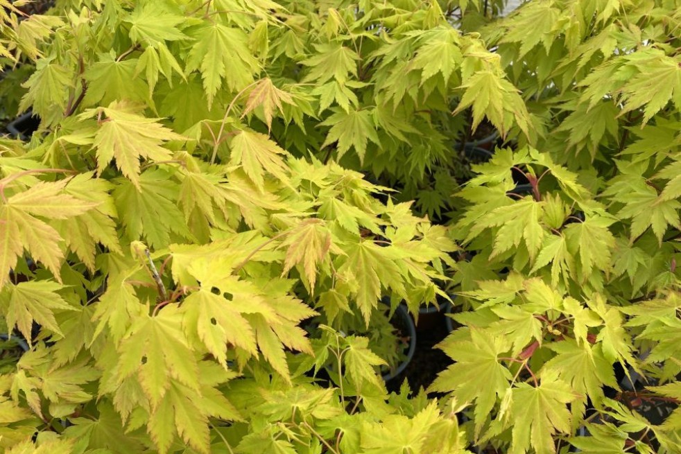 Japanischer Goldahorn Jordan  - Acer Shirasawanum Jordan