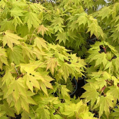 Japanischer Goldahorn Jordan  - Acer Shirasawanum Jordan