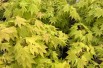 Jordan Japanese maple  - Acer Shirasawanum Jordan