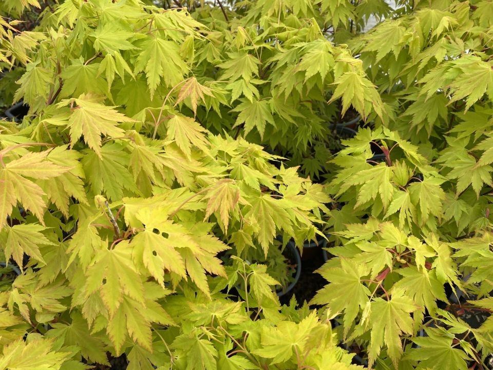 Érable du Japon doré Jordan  - Acer Shirasawanum Jordan