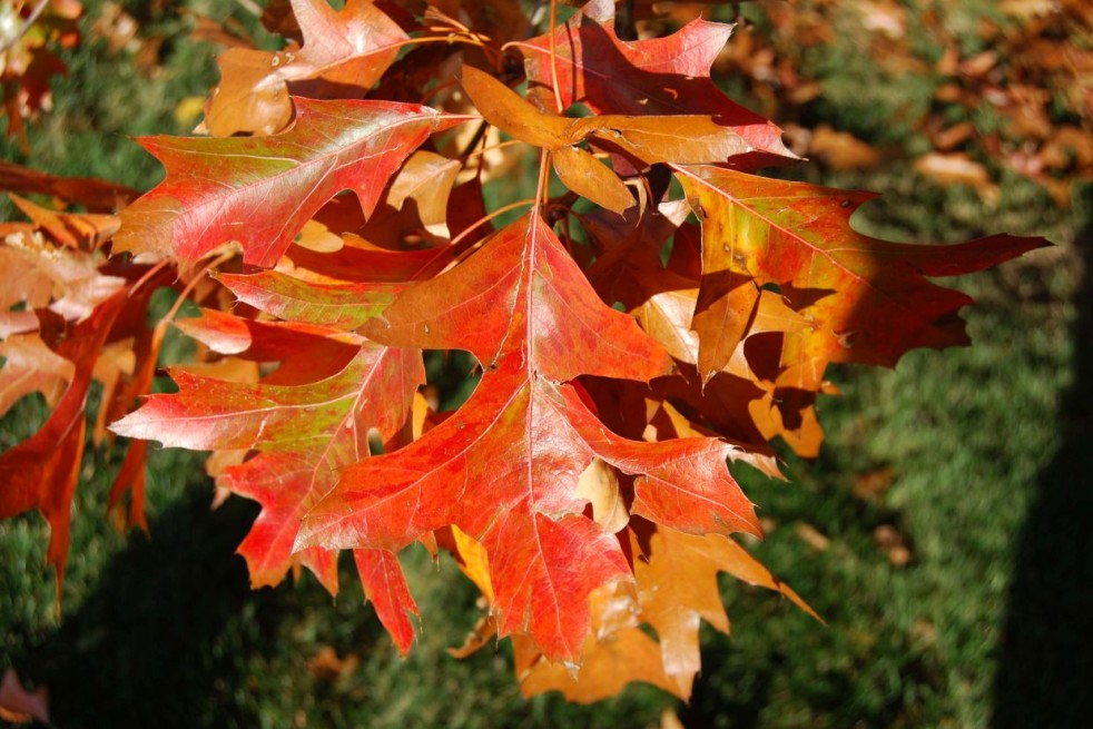 Zwerg Sumpf-Eiche - Quercus palustris Isabel - Rmccrea, CC BY 3.0 via Wikimedia Commons