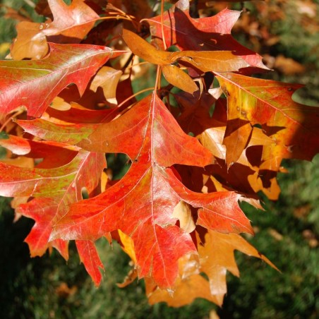 Dwarf Swamp Spanish oak - Quercus palustris Isabel - Rmccrea, CC BY 3.0 via Wikimedia Commons