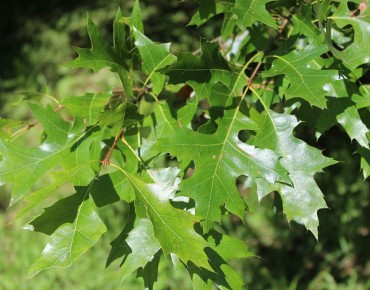 Chêne des marais nain - Quercus palustris Isabel - Jardins du Monde be