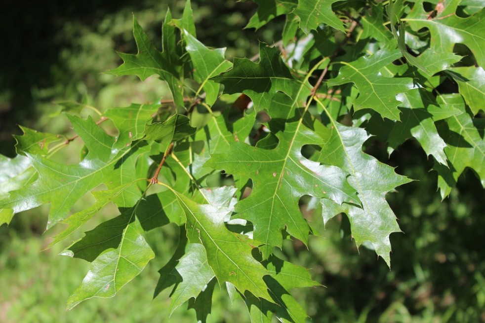 Chêne des marais nain - Quercus palustris Isabel - Jardins du Monde be