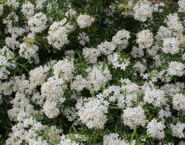 Mexican orange blossom...