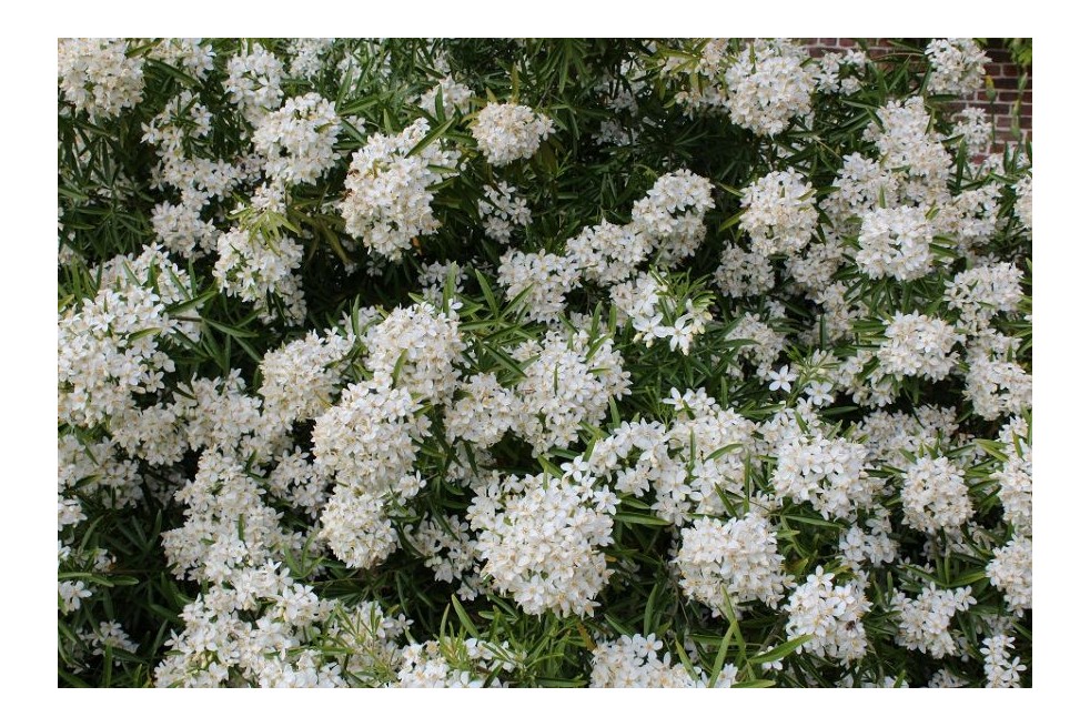 Oranger du Mexique Aztec Pearl - Choisya Ternata Aztec Pearl