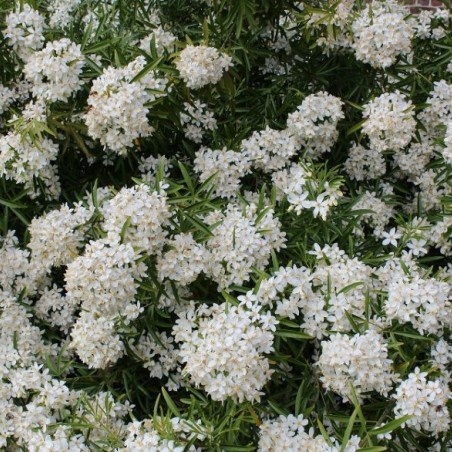 Mexican orange blossom Aztec Pearl - Choisya Ternata Aztec Pearl