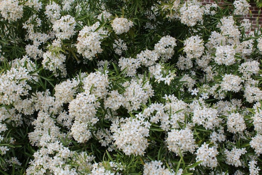 Mexican orange blossom Aztec Pearl