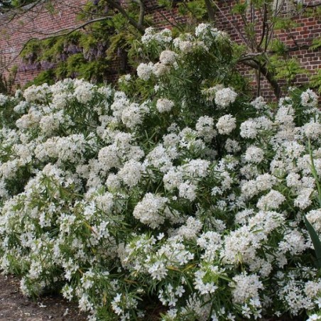 Mexicaanse oranjebloesem Aztec Pearl - Choisya Ternata Aztec Pearl