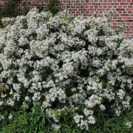 Dwerg Mexicaanse oranjebloesem - Choisya Ternata white Dazzler ®