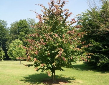 Perzisch ijzerhout - Parrotia Persica - Jardins du Monde be