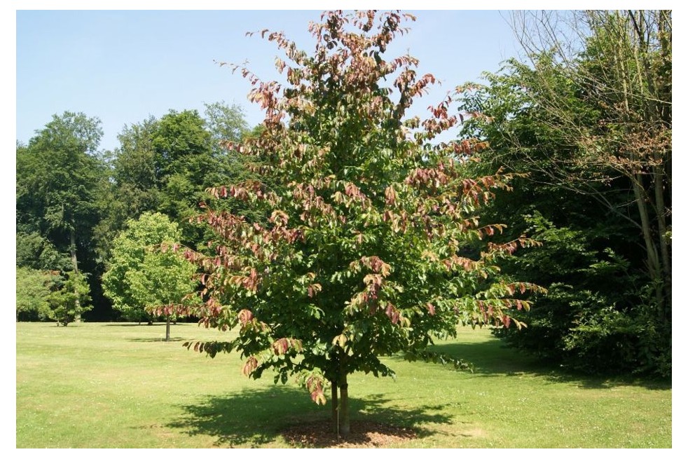 Arbre de fer - Parrotia Persica - Jardins du Monde be