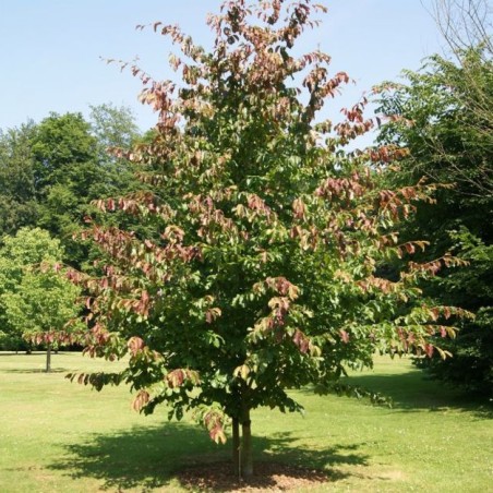 Arbre de fer - Parrotia Persica - Jardins du Monde be