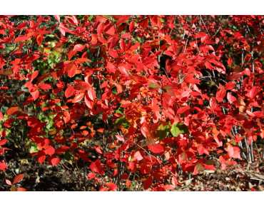 Rode appelbes - Aronia Arbutifolia Brilliant