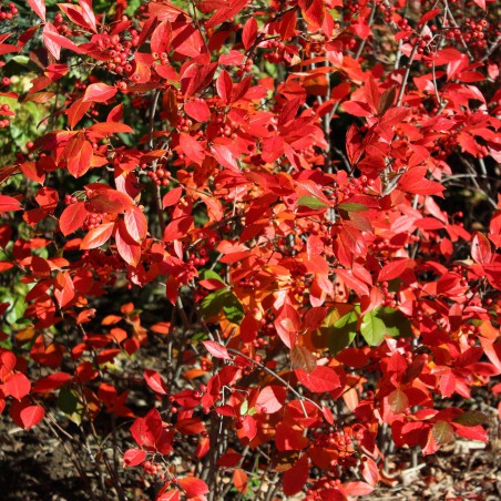 Rote Apfelbeere - Aronia Arbutifolia Brilliant
