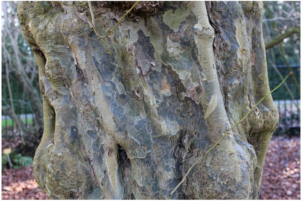 Arbre de fer - Parrotia Persica - Jardins du Monde be