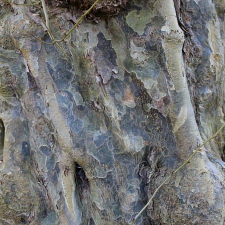 Arbre de fer - Parrotia Persica - Jardins du Monde be