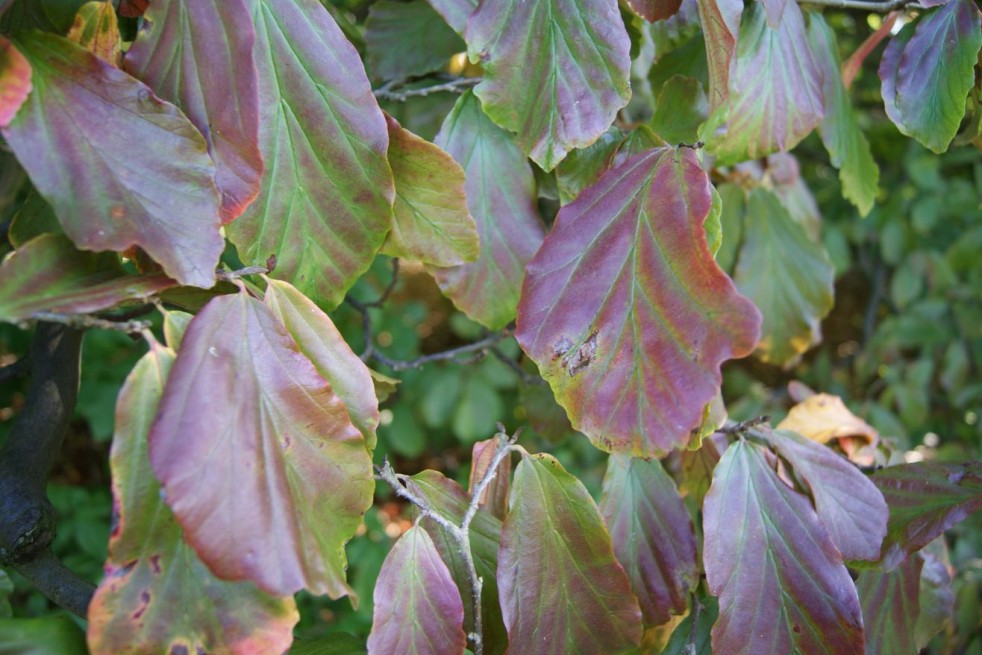 Perzisch ijzerhout - Parrotia Persica - Jardins du Monde be