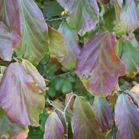 Arbre de fer - Parrotia Persica - Jardins du Monde be