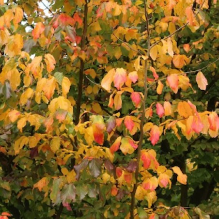 Arbre de fer - Parrotia Persica