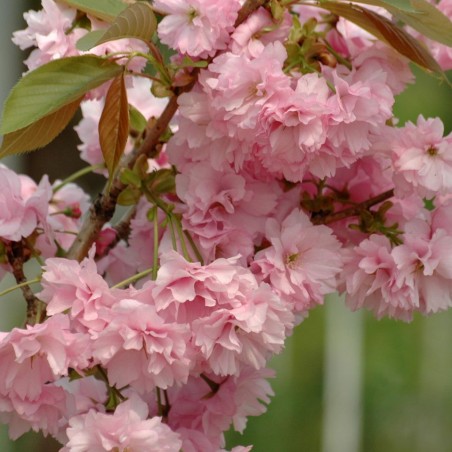 Japanese Cherry Blossom Kanzan - Prunus serrulata ‘Kanzan