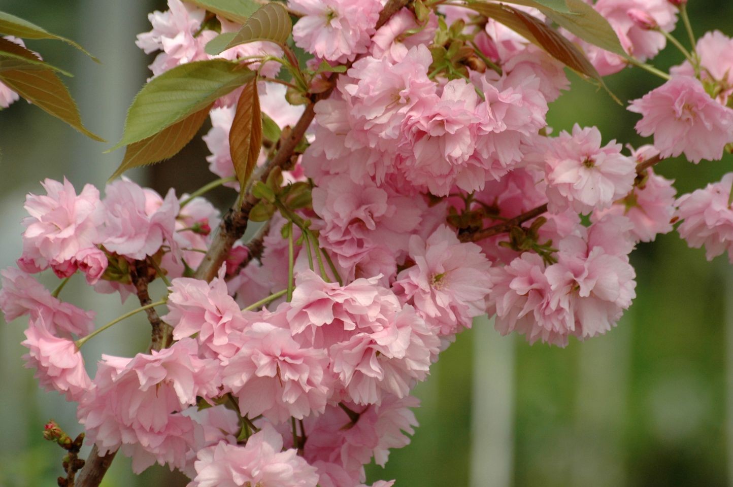 Cerisier à fleurs du Japon Kanzan