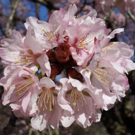 Cerisier à fleurs de Sargent - Prunus sargentii