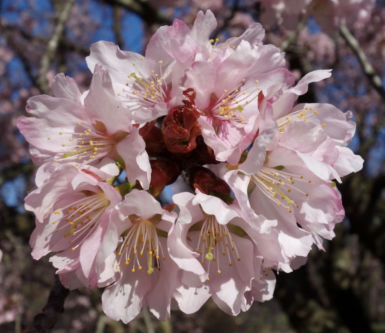 Scharlach-Kirsche - Prunus sargentii