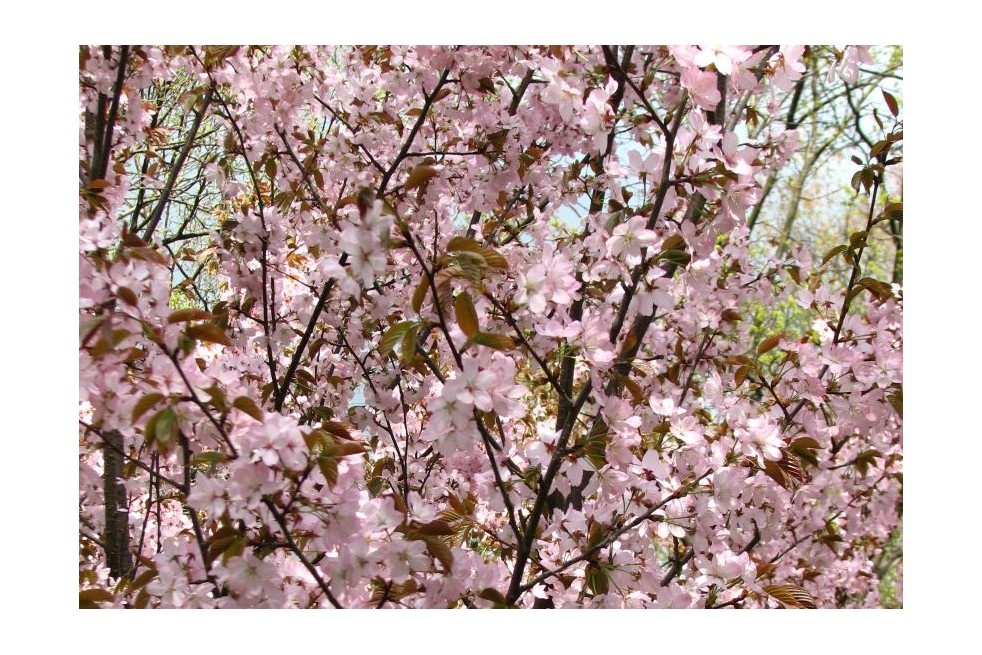 Sargent's cherry - Prunus sargentii