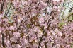 Japanse sierkers sargentii - Prunus sargentii