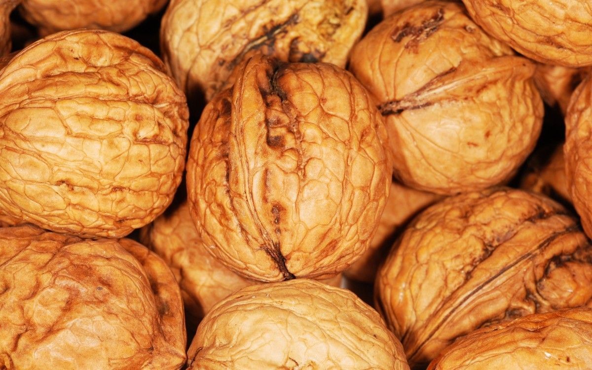 Walnuss Fernor - Juglans regia 'Fernor'