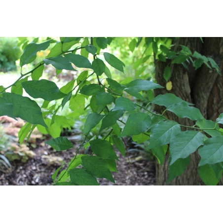 Milchorangenbaum - Maclura pomifera