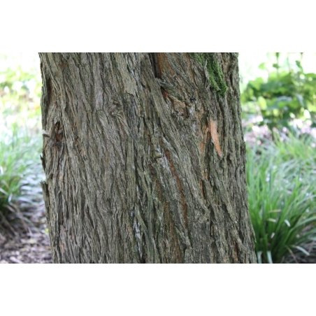 Milchorangenbaum - Maclura pomifera