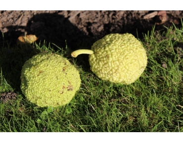 Milchorangenbaum - Maclura pomifera