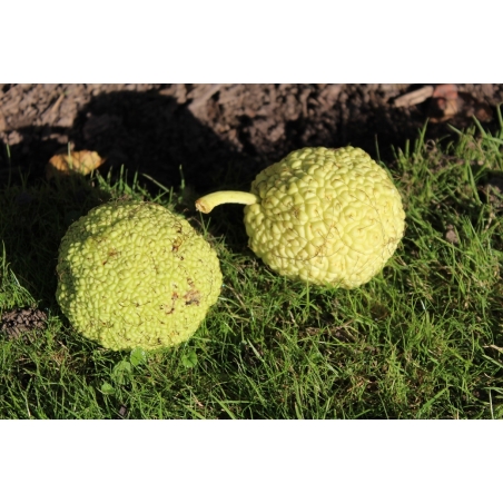 Milchorangenbaum - Maclura pomifera