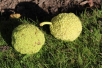 Milchorangenbaum - Maclura pomifera