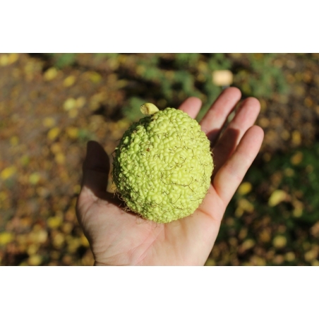 Milchorangenbaum - Maclura pomifera