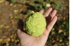 Milchorangenbaum - Maclura pomifera